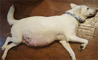 狗狗怀孕多久拍片能看出来胎儿畸形