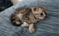 猫咪的耳朵发热 是发烧的症状吗?