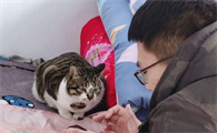 猫咪体内矿物元素与微量元素百科(猫咪需要的微量元素)