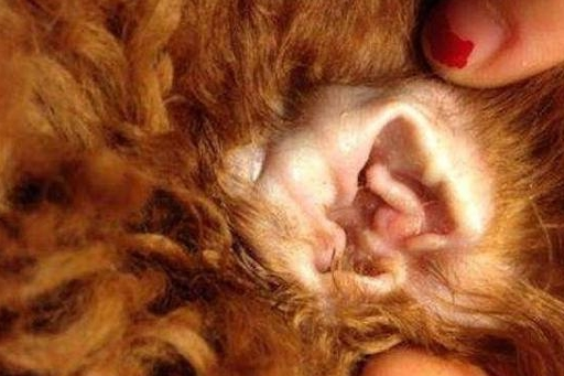 泰迪犬“最脏”的6个位置，你都是有洗干净吗？