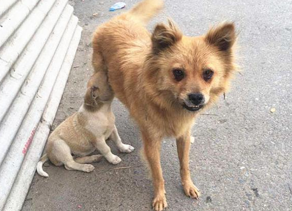 流浪犬并沒有人们想像的那麼风险,防止警觉性姿势就能稳定情绪 流浪犬并沒有人们想像的那麼风险,防止警觉性姿势就能稳定情绪