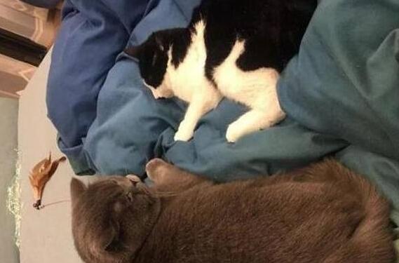 土著猫并没啥优势，奶牛猫一到，土著猫除了会怼主人，啥也不会 