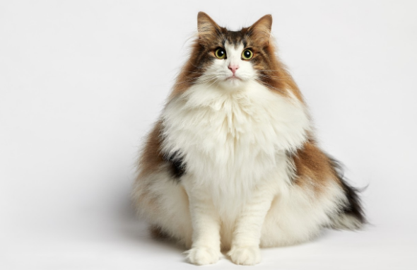 教会挪威森林猫和人握手的方法,猫咪训练技巧! 教会挪威森林猫和人握手的方法,猫咪训练技巧!