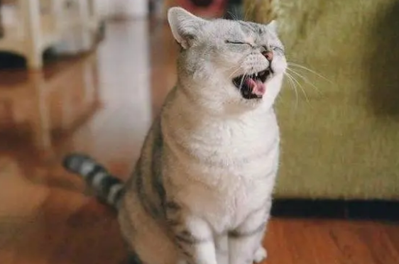 了解这几种猫咪急救方法，在关键时刻能救猫一命！