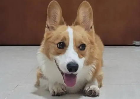 狗狗第一眼就很喜欢的人