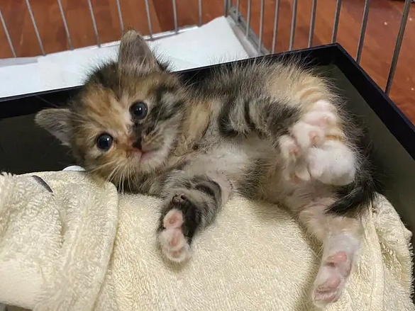 奶猫喝了羊奶后越来越没精神,原因到底是啥? 奶猫喝了羊奶后越来越没精神,原因到底是啥?