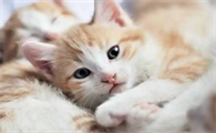 猫知道是主人在养它吗