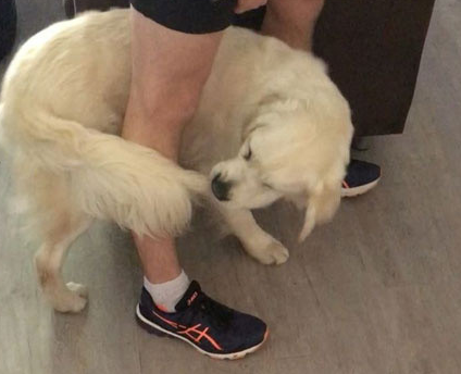 狗狗怎么会咬尾巴？是由于尾巴痒吗？