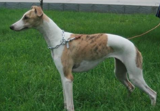 格力犬感冒咳嗽,到底应该怎么办? 格力犬感冒咳嗽,到底应该怎么办?
