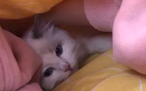 为什么猫咪老了进被窝睡觉