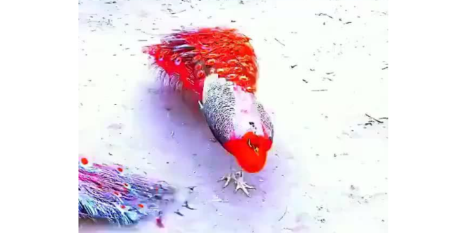 进口朱顶红红孔雀 进口朱顶红红孔雀