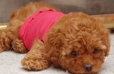 狗狗拉血了还有的救吗？
