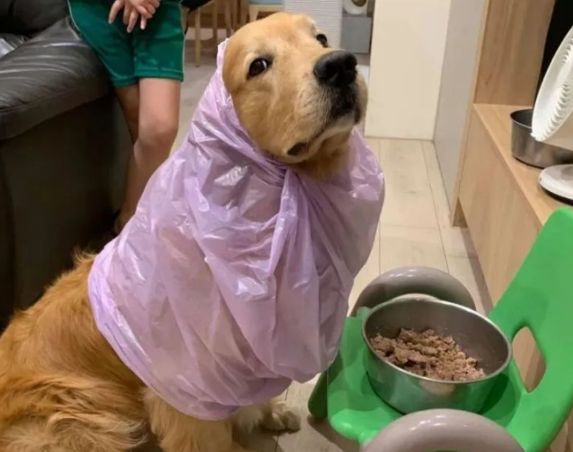 狗狗为什么吃了塑料的东西