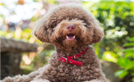 贵宾犬的价格为什么差距这么大?