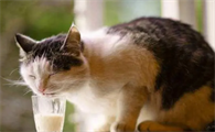 成年宠物猫能喝牛奶吗