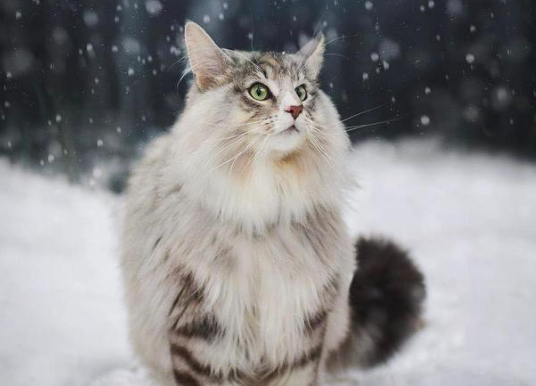 挪威森林猫行为特点攻击性