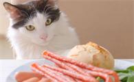 猫咪一定不能吃什么东西有哪些？