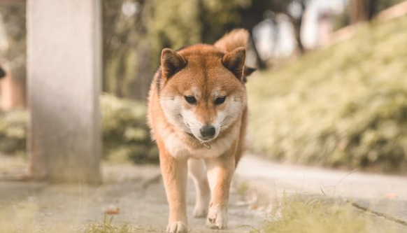 最令人反感的5种狗狗,尽可能绕开他们,期待家里沒有 最令人反感的5种狗狗,尽可能绕开他们,期待家里沒有