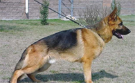 这6种巨型犬,窃贼见了都吓住!