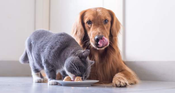 猫咪为什么不和狗做朋友 猫咪为什么不和狗做朋友