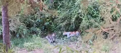 流浪猫究竟有多卑微,一个罐头竟能换取它的全部信任 流浪猫究竟有多卑微,一个罐头竟能换取它的全部信任