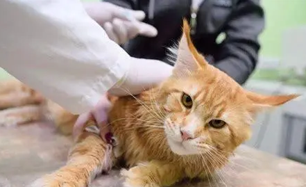 猫重复打三联会怎么样吗 猫重复打三联会怎么样吗