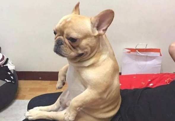 这5件事儿便是法斗犬的软肋,外人碰一下都不行 这5件事儿便是法斗犬的软肋,外人碰一下都不行