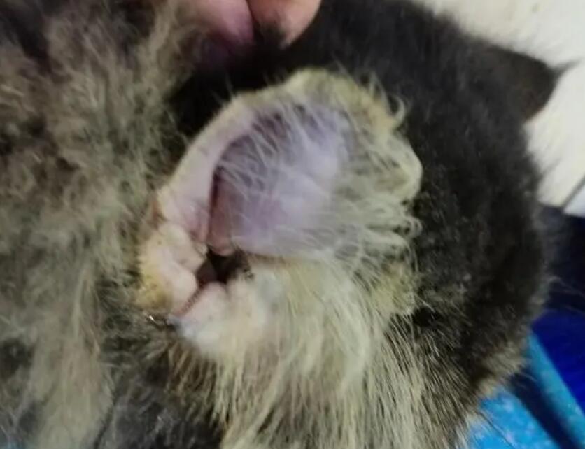 加菲猫的耳朵特别臭是怎么回事?祛除加菲猫耳朵异味方法!(猫耳朵臭臭的怎么办) 加菲猫的耳朵特别臭是怎么回事?祛除加菲猫耳朵异味方法!(猫耳朵臭臭的怎么办)