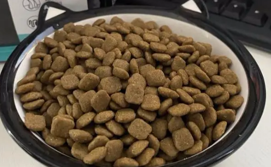 比熊吃渴望好吗