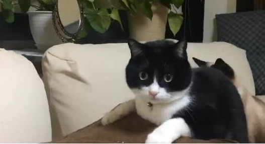 新买的按摩垫被猫咪霸占，猫咪的反应让主人笑喷 