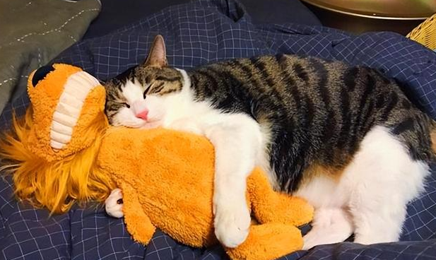 猫咪多大可以进行猫咪驱虫?手把手教你如何养猫驱虫! 猫咪多大可以进行猫咪驱虫?手把手教你如何养猫驱虫!