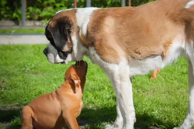 成年狗会攻击幼犬吗 成年狗会攻击幼犬吗
