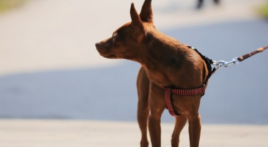 小鹿犬什么颜色的最贵
