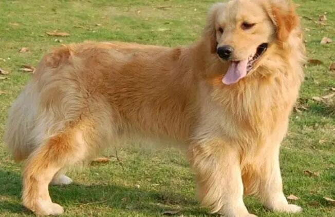  养宠物就需要选金毛犬，原因非常简单就7点！