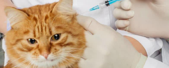 猫打完疫苗发烧怎么办？