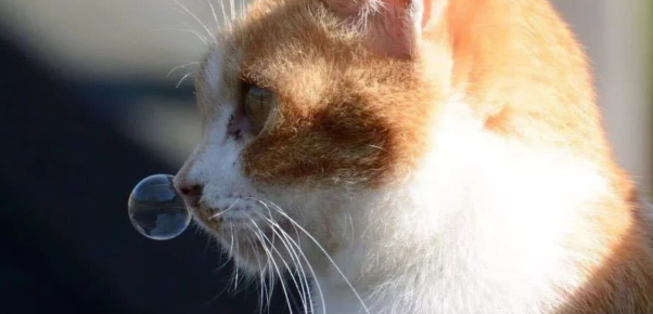 猫咪感冒了能自愈吗 猫咪感冒了能自愈吗