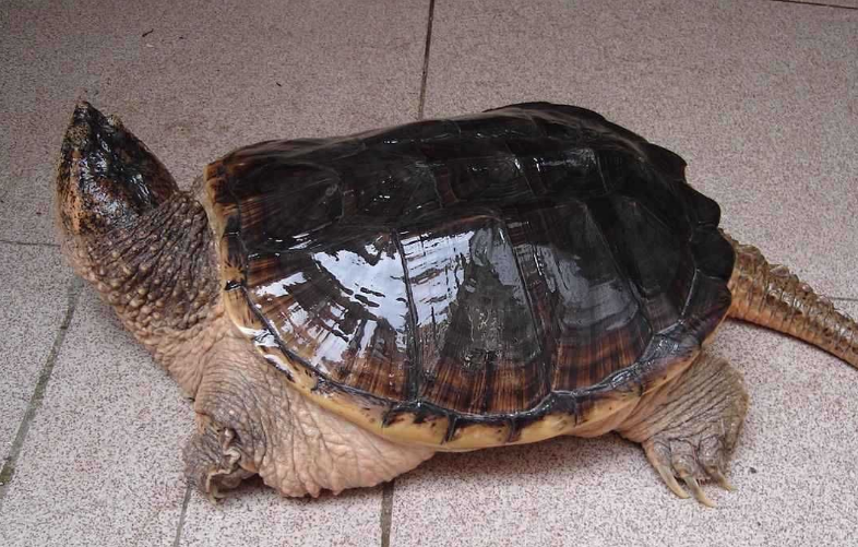 南美鳄龟为什么买不到