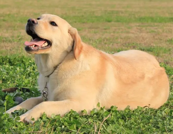 决不乱咬的温驯犬品种,主要有这些! 决不乱咬的温驯犬品种,主要有这些!