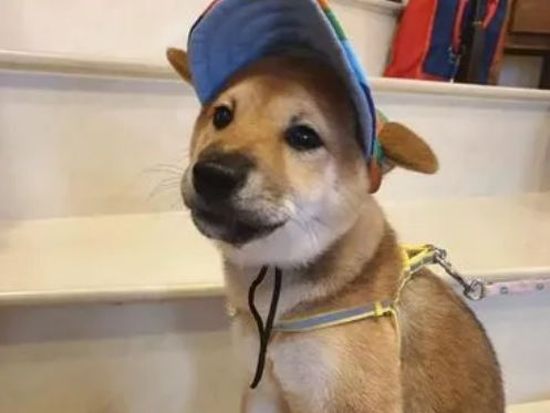 为什么送狗狗去上学呢
