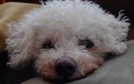 比熊要死的征兆