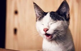 如何教育猫咪？用什么方法来制止猫咪的恶劣行为？