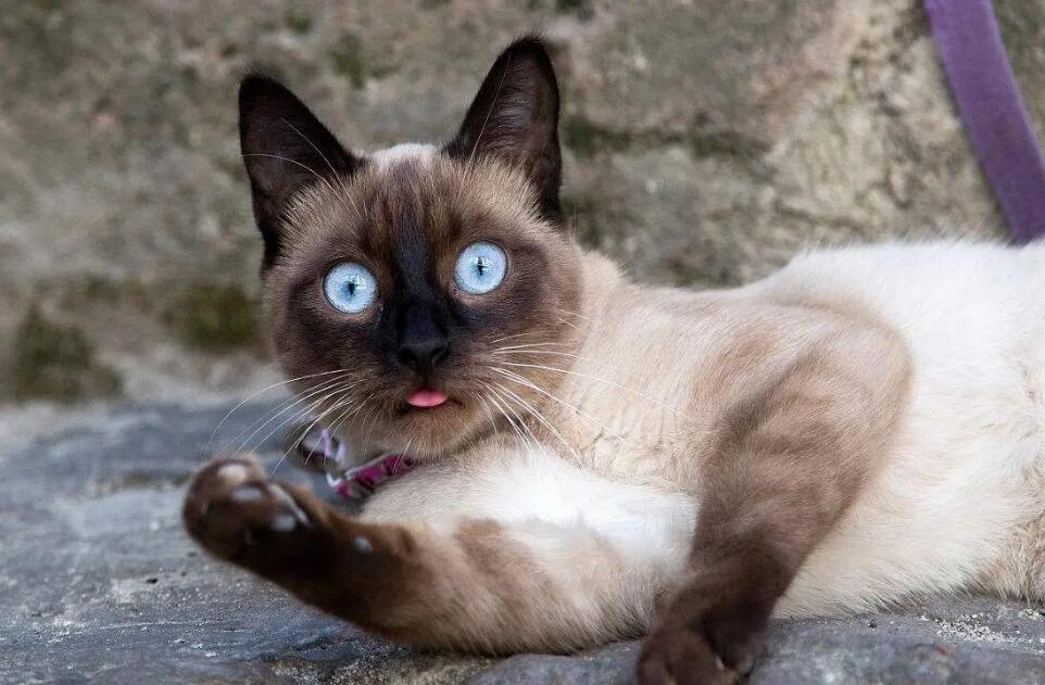 4招教你训练暹罗猫,训出乖巧猫咪!