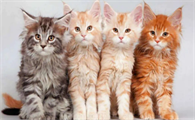 猫咪关节疾病的射线检查征象,疾病让猫咪苦不堪言!