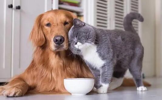 为什么小朋友喜欢猫猫狗狗呢 为什么小朋友喜欢猫猫狗狗呢