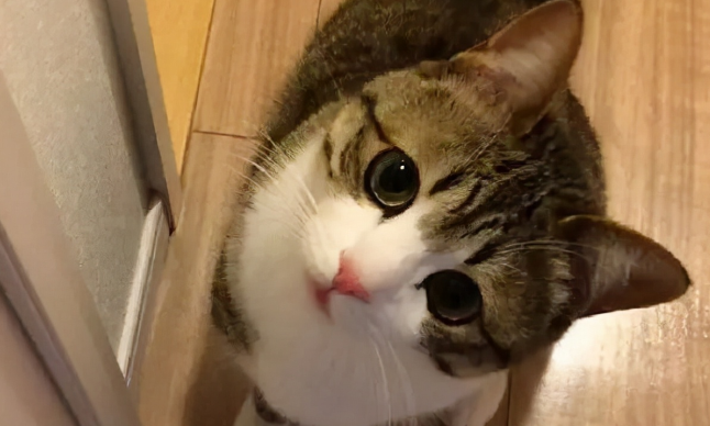 猫咪吐毛球，该怎么办？