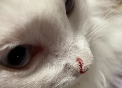 小猫被大狗咬鼻子出血 小猫被大狗咬鼻子出血