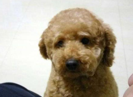 假如你们泰迪犬常常做这几件事,能够说成“弱智狗”了! 假如你们泰迪犬常常做这几件事,能够说成“弱智狗”了!