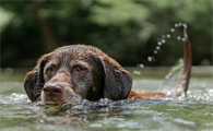 警醒，狗狗游泳有风险性，这几点主人们须留意！
