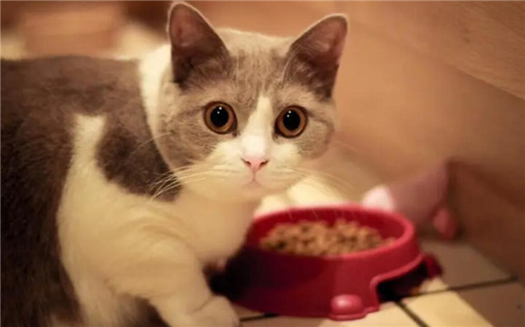 新猫眼睛红了怎么回事