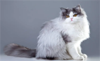 简述波斯猫的典型外貌特征